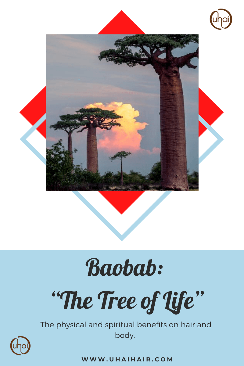 Baobab: “The Tree of Life” and Its Benefits on Hair and Body